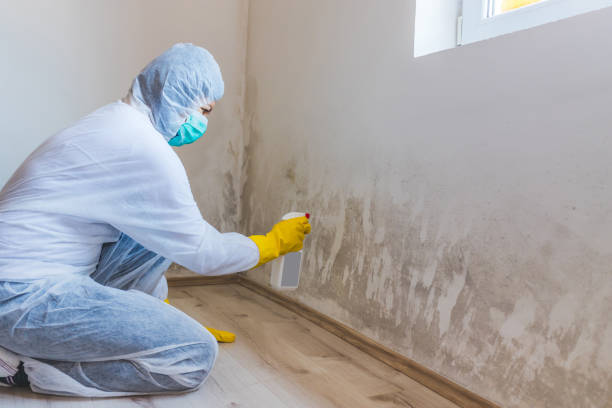 Licensed Basement Mold Remediation service in Gaston, NC - WQB Mold Removal