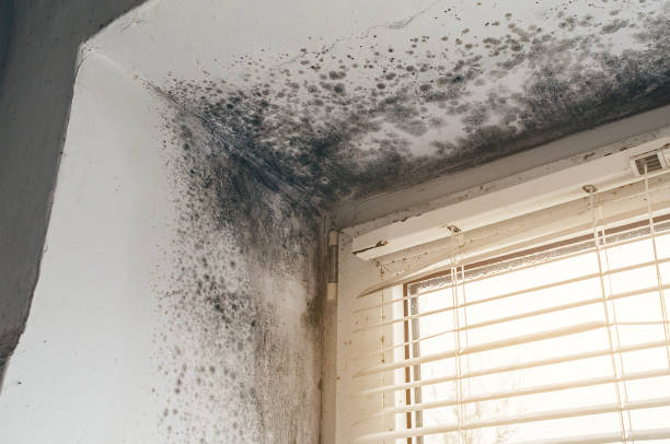 Affordable Basement Mold Remediation solutions in Gaston, NC